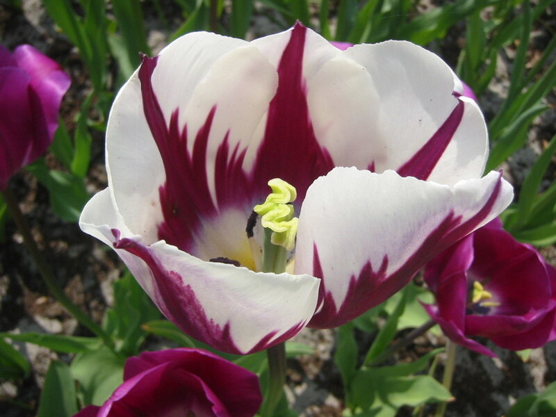 white and purple tulip