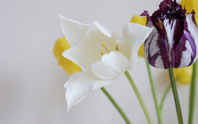 White and Purple Tulips — Calm, Photograph