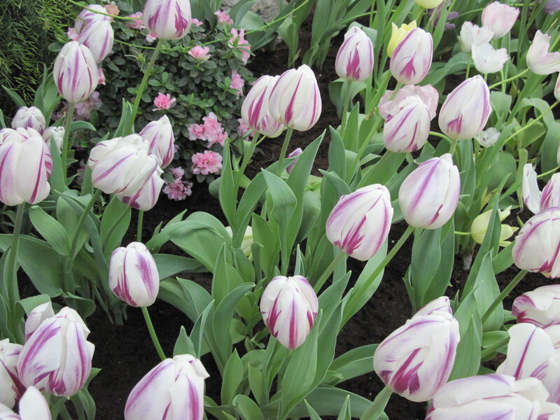 White and Purple Tulips — Calm