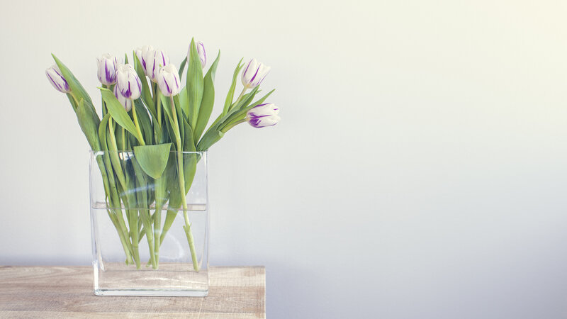 White and Purple Tulips — Serene, Photograph