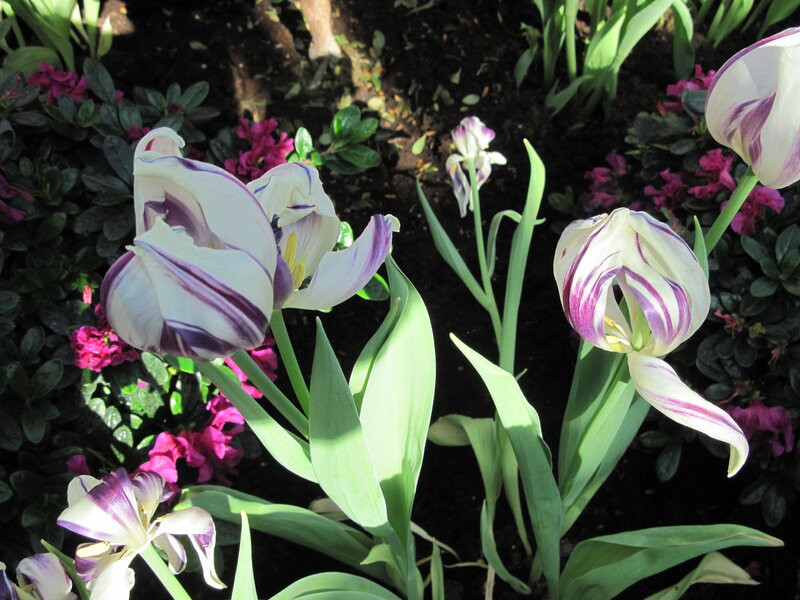 White and Purple Tulips — Serene, Spring, Photograph, Green Leaves