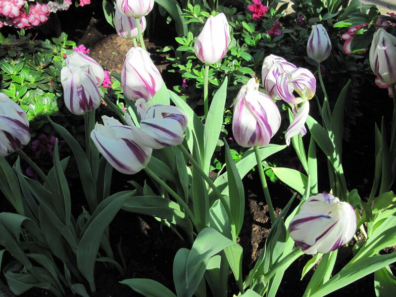 White and Purple Tulips — Serene, Spring, Photograph