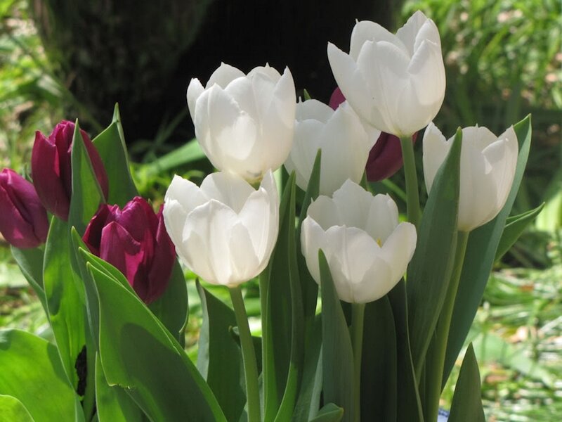 White and Purple Tulips — Serene, Spring