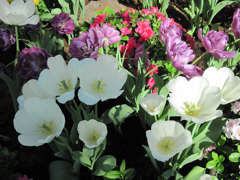 White and Purple Tulips — Serene