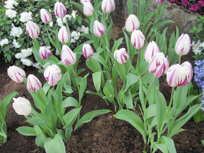 White and Purple Tulips