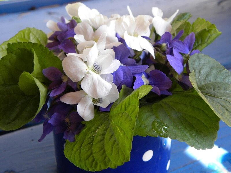 White and Purple Violets — Calm
