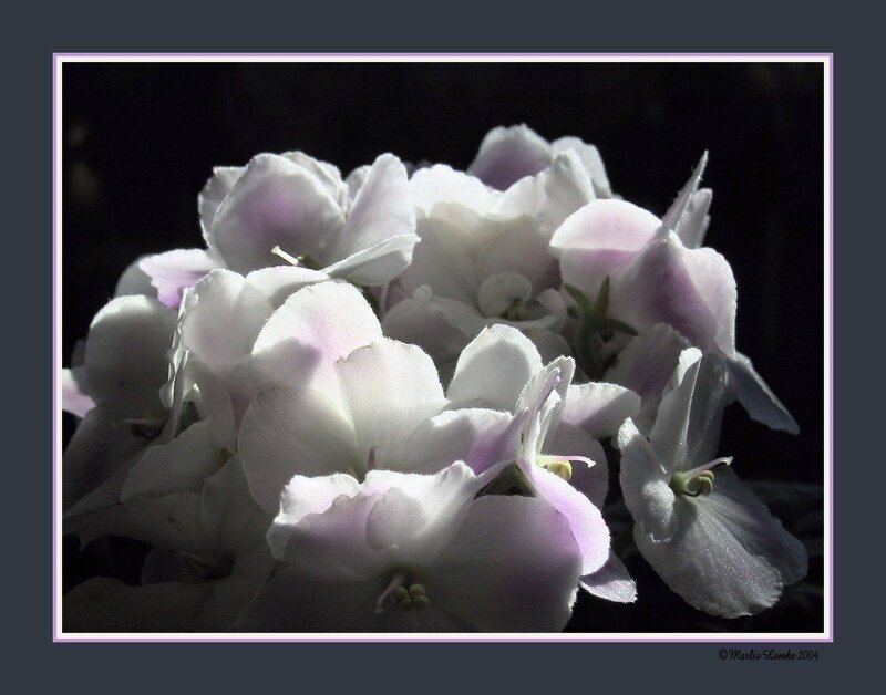 White and Purple Violets