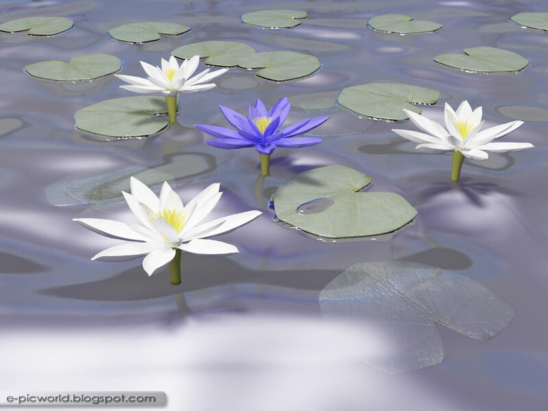 White and Purple Water Lilies