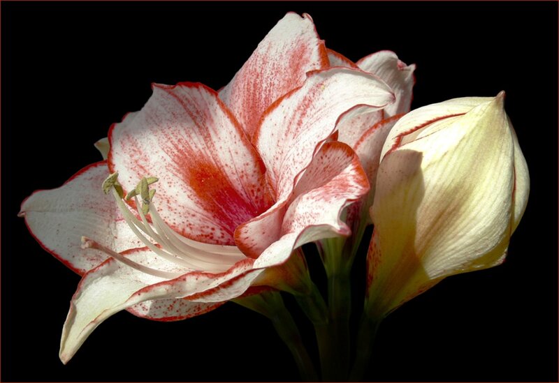 White and Red Amaryllis Flower