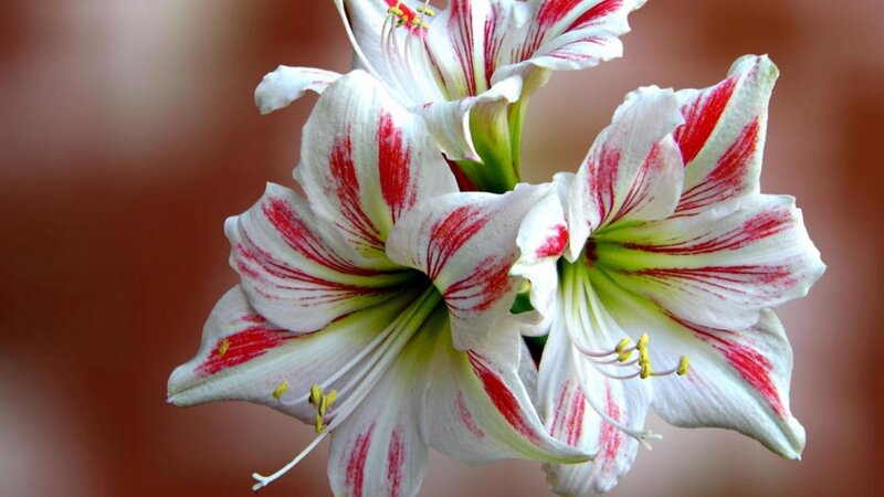 White and Red Amaryllis Flowers — Calm