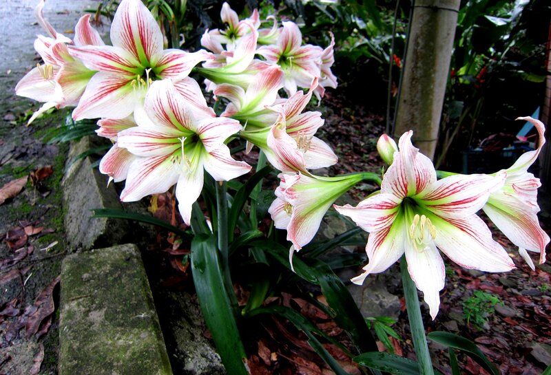 White and Red Amaryllis Flowers
