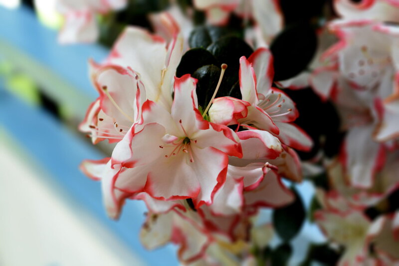 White and Red Azalea Flowers