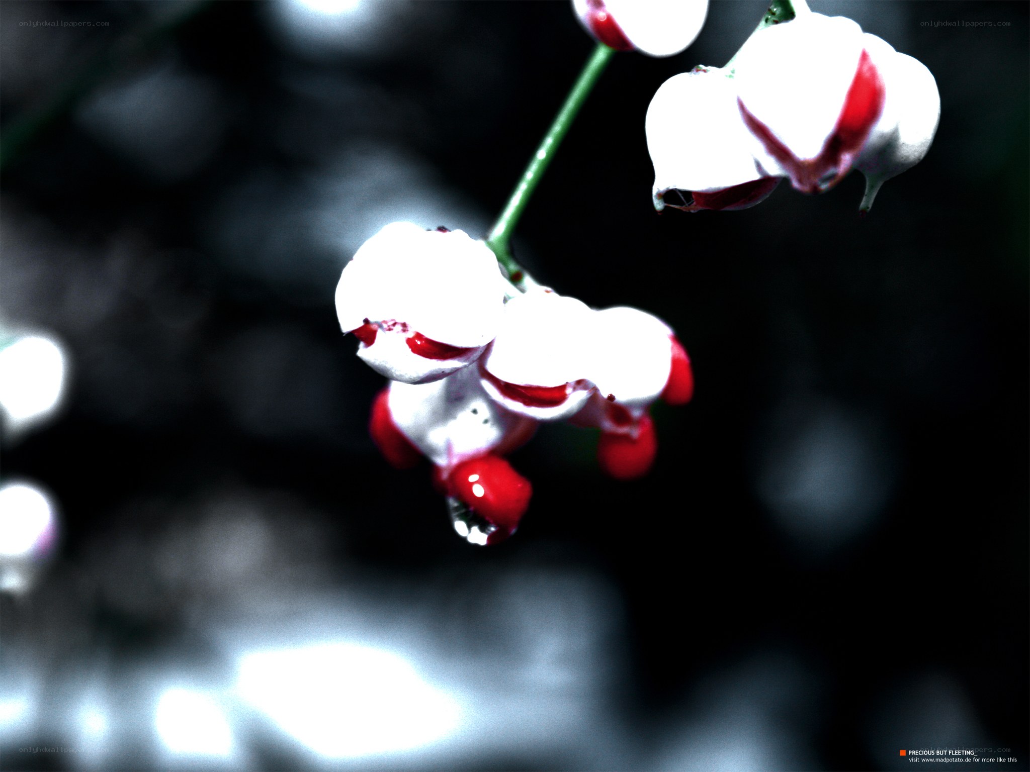 White and red berries on a branch