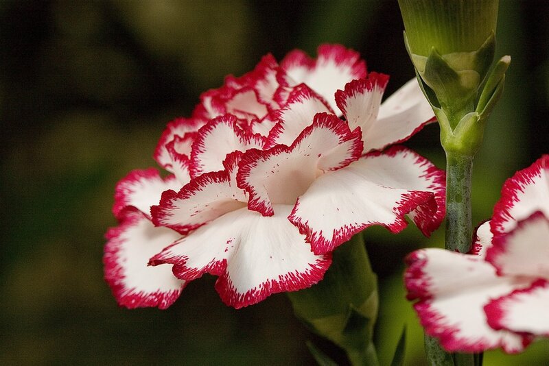 White and red carnation flower