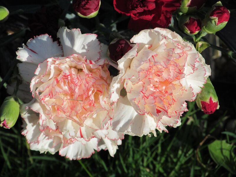White and Red Carnations