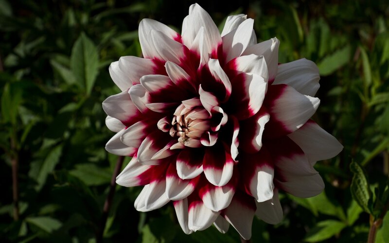 White and red dahlia flower