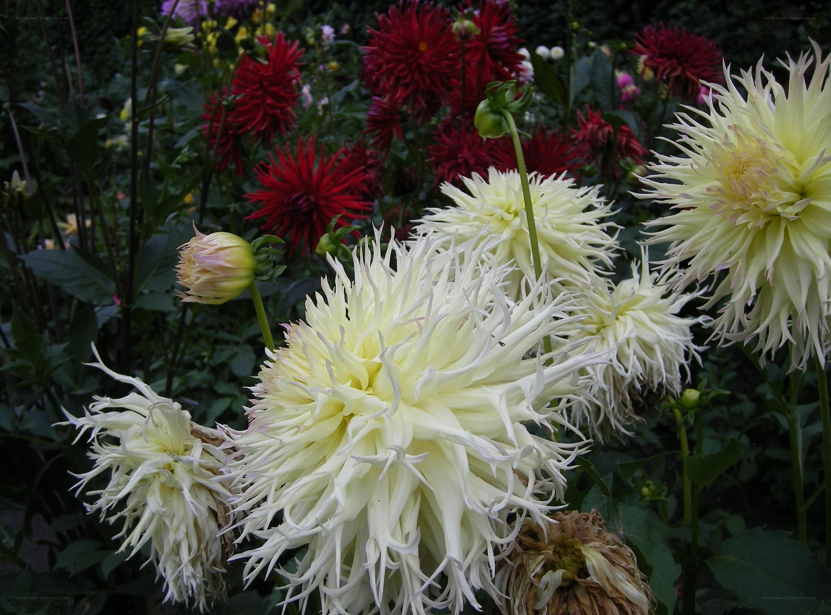 White and red dahlias in garden