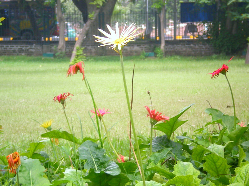 White and Red Daisies