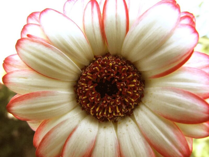 White and Red Daisy