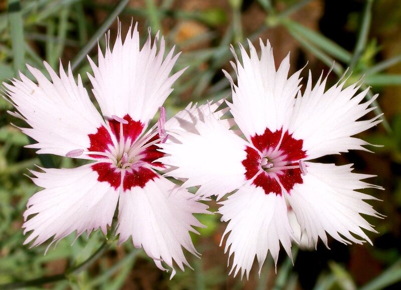 white and red dianthus flowers