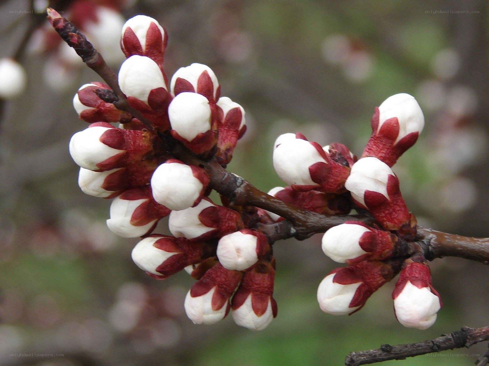 white and red flower buds