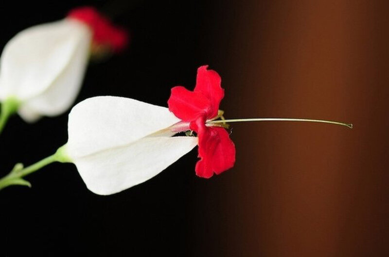 White and Red Flower — Dramatic, Photograph