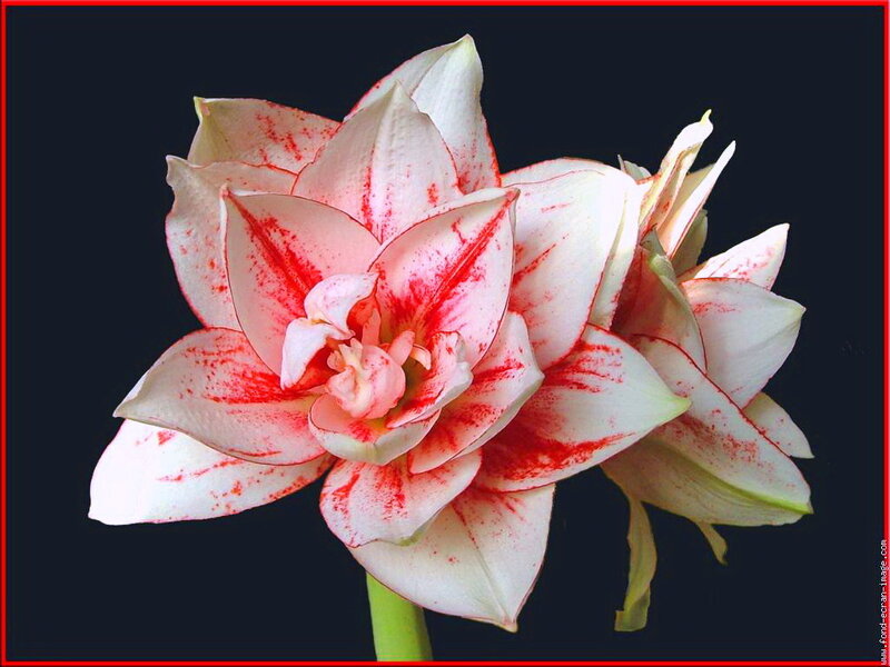 White and Red Flower — Dramatic