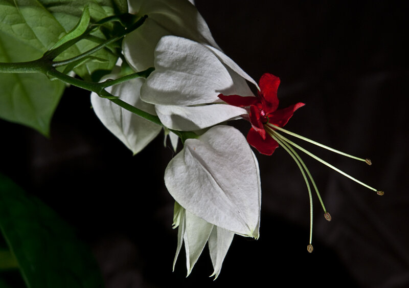 White and Red Flower