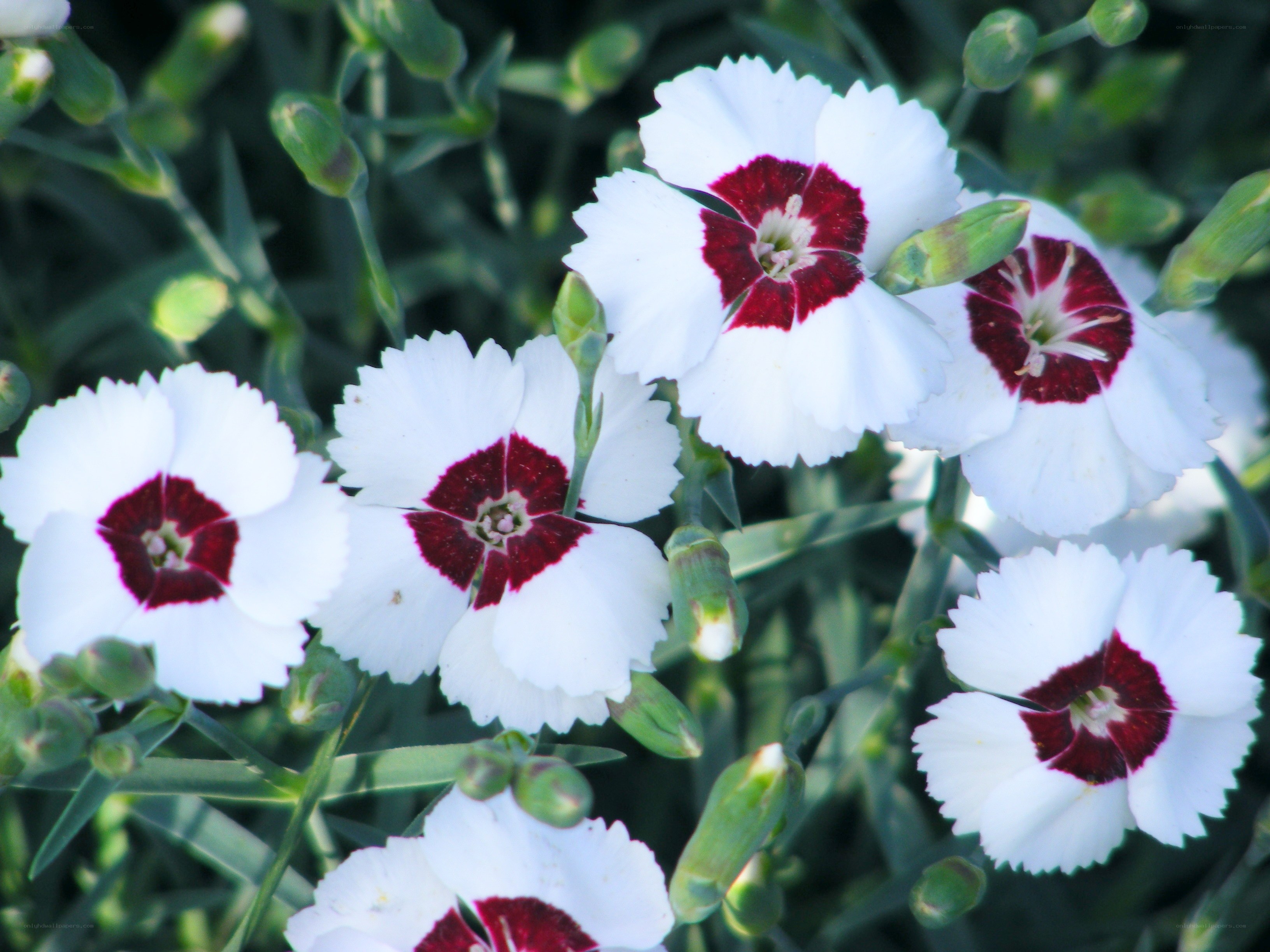 white and red flowers