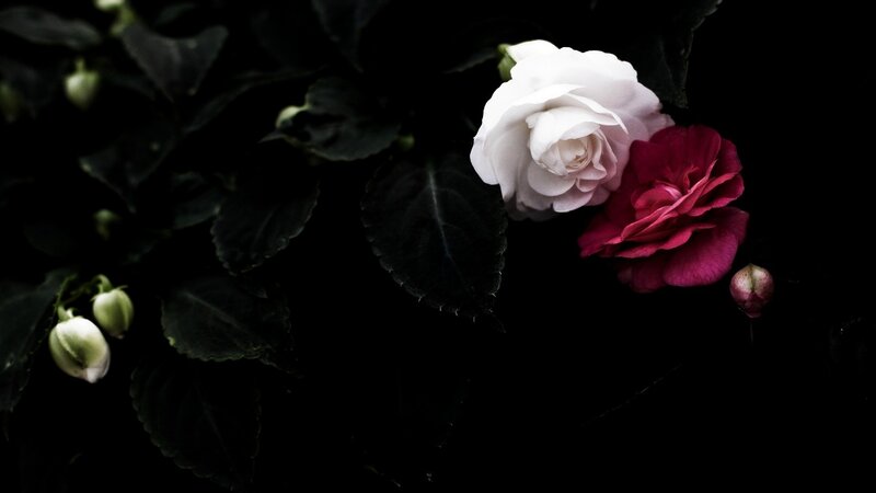 White and Red Flowers — Black, Dramatic, Photograph, Buds