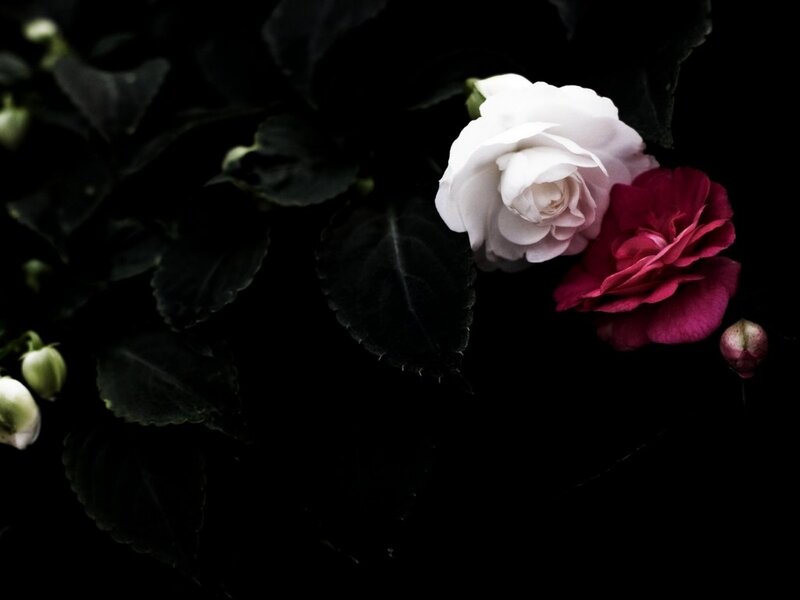 White and Red Flowers — Black, Dramatic, Photograph, Leaves
