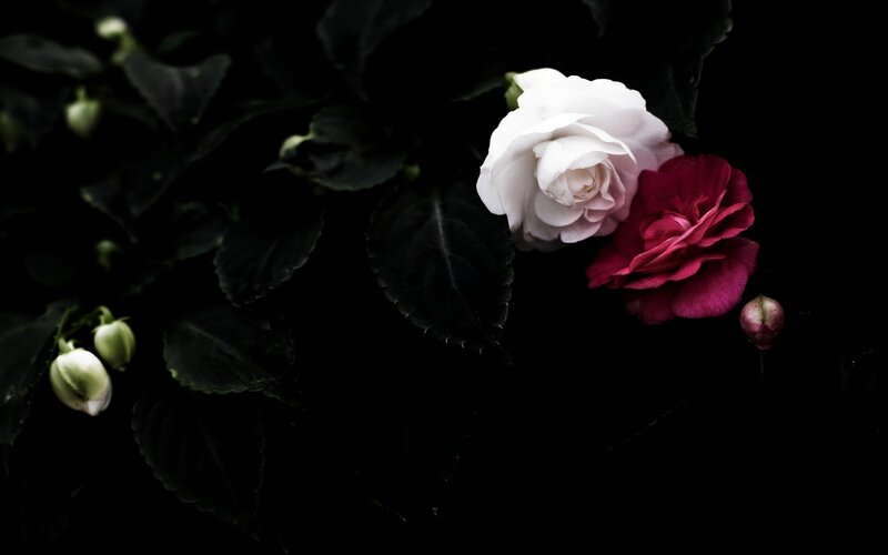 White and Red Flowers — Black, Dramatic, Photograph