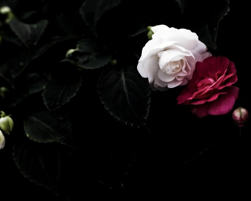 White and Red Flowers — Black, Dramatic