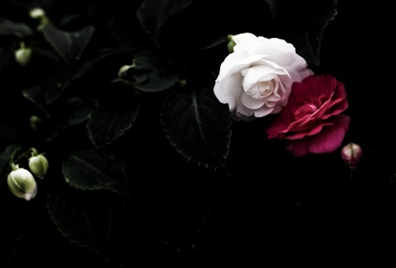 White and Red Flowers — Black