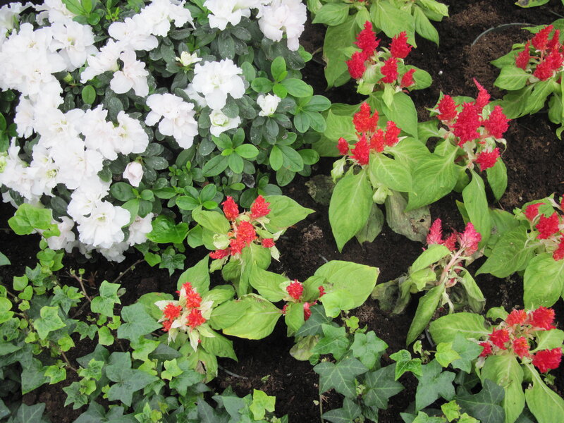White and Red Flowers — Calm, Afternoon