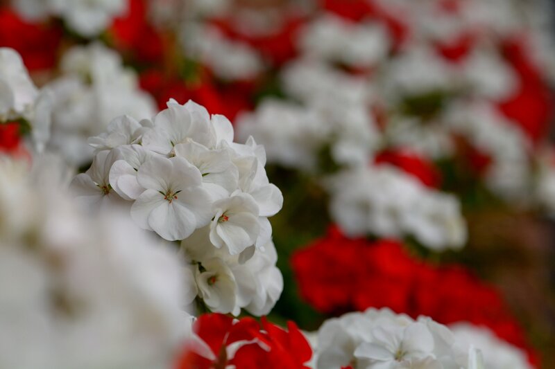 White and Red Flowers — Calm, Photograph, Bloom