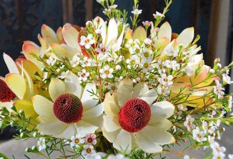 White and Red Flowers — Calm, Photograph, Green Leaves