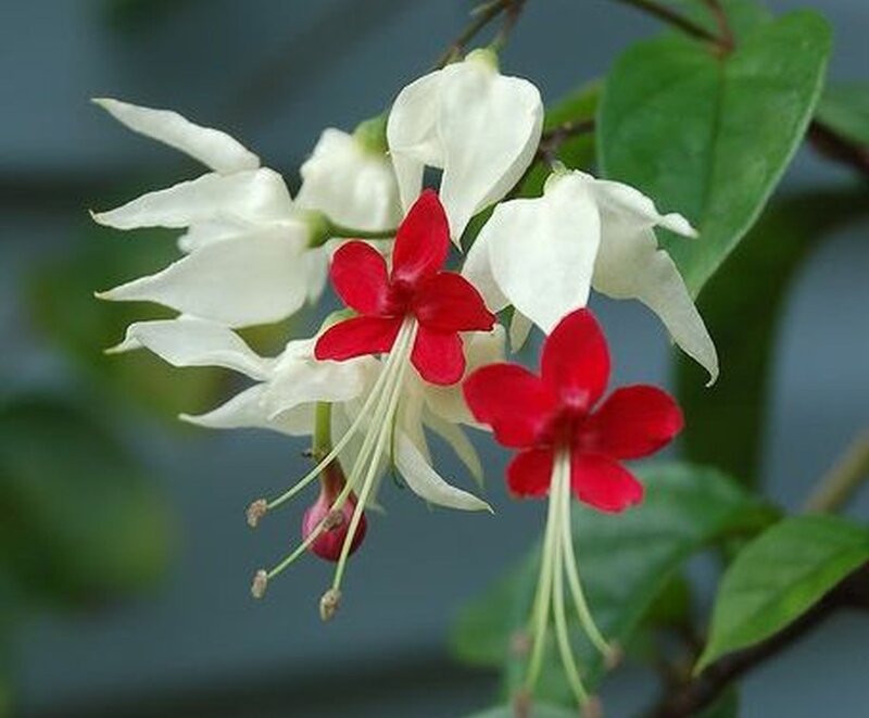 White and Red Flowers — Calm, Photograph, Leaves
