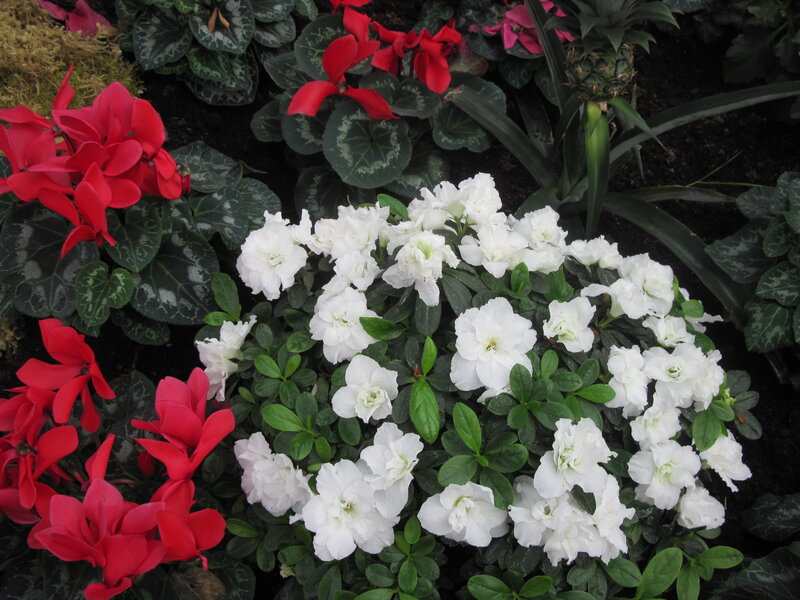 White and Red Flowers — Calm, Photograph
