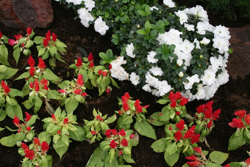 White and Red Flowers — Calm