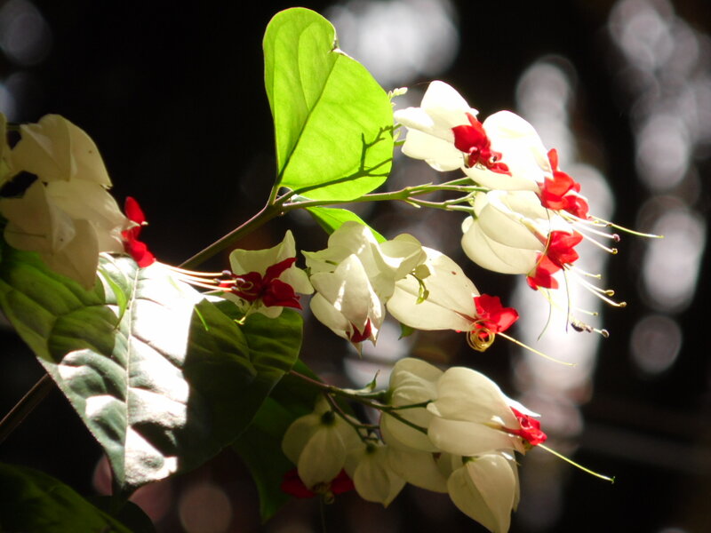White and Red Flowers — Dramatic, Afternoon