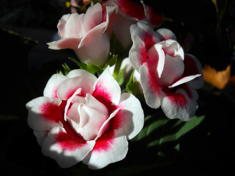 White and Red Flowers — Dramatic
