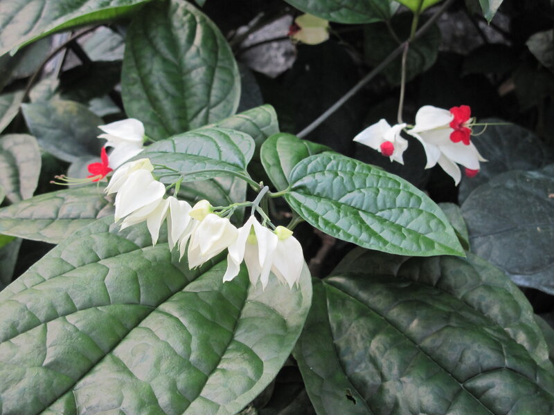 White and Red Flowers — Green, Calm, Photograph