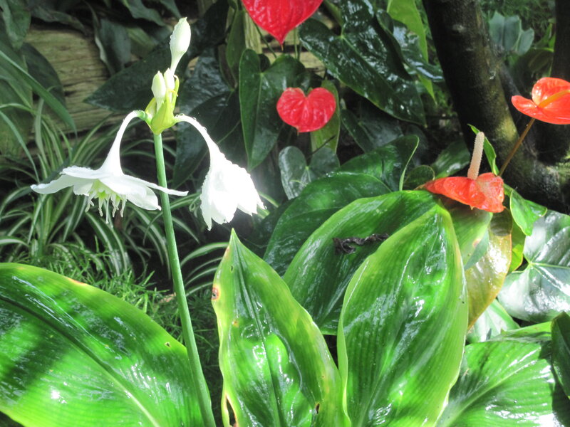 White and Red Flowers — Green, Lush