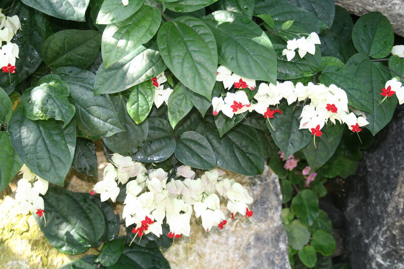 White and Red Flowers — Green, Natural, Afternoon, Photograph