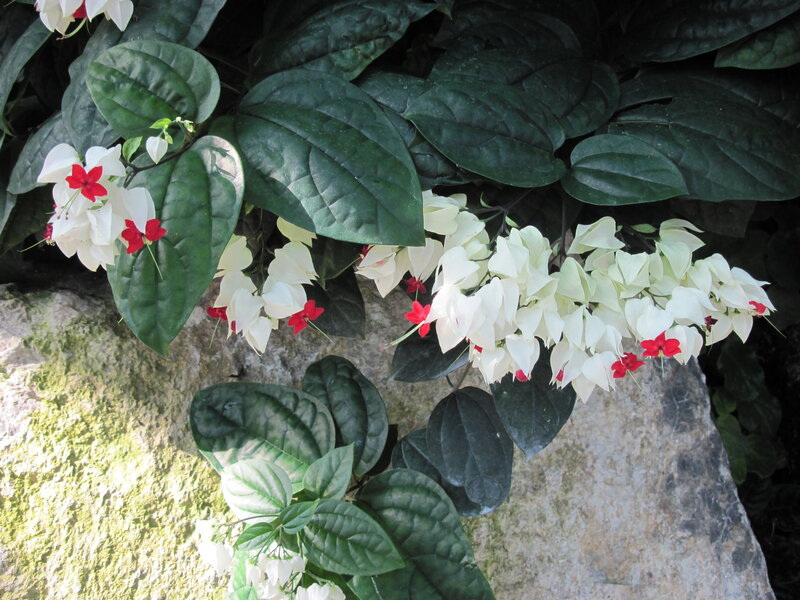 White and Red Flowers — Green, Natural, Afternoon