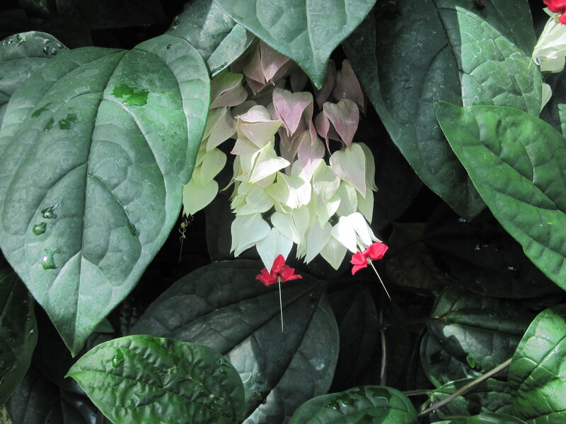 White and Red Flowers — Green, Natural, Photograph, Leaves, Drops