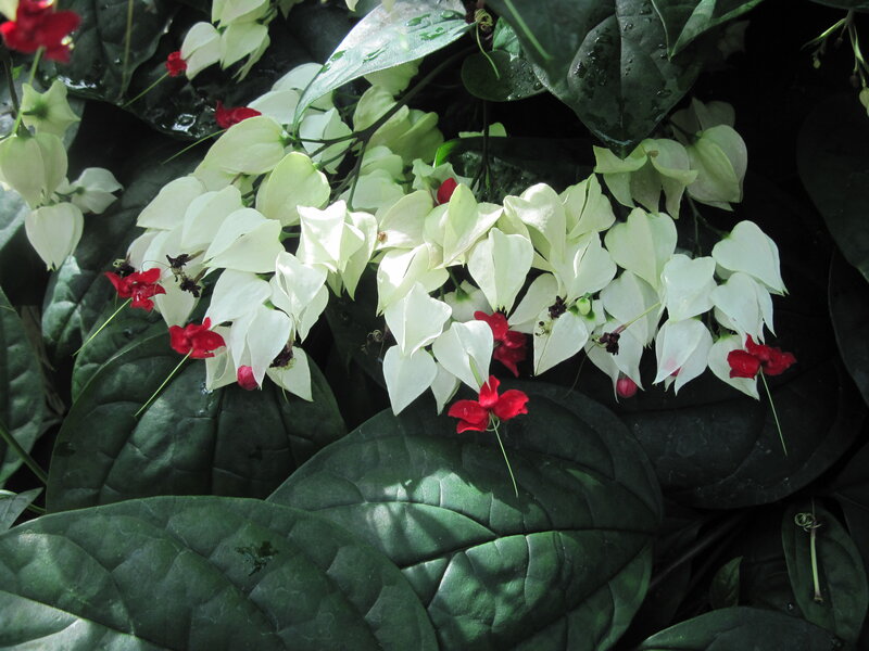 White and Red Flowers — Green, Natural, Photograph, Leaves