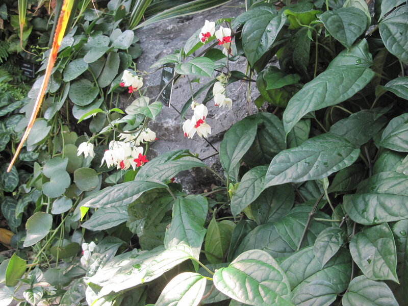 White and Red Flowers — Green, Natural