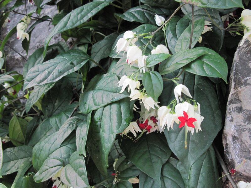 White and Red Flowers — Green